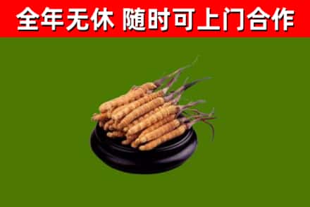 湛江回收散虫草