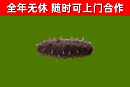 湛江回收海参干